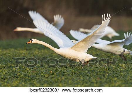 "Mute swans (Cygnus olor) flying over a canola field (Brassica napus), Fuldabrueck, Hesse, Germany, Europe" View Large Photo Image Stock Photo - "Mute swans (Cygnus olor) flying over a canola field (Brassica napus), Fuldabrueck, Hesse, Germany, Europe". Fotosearch