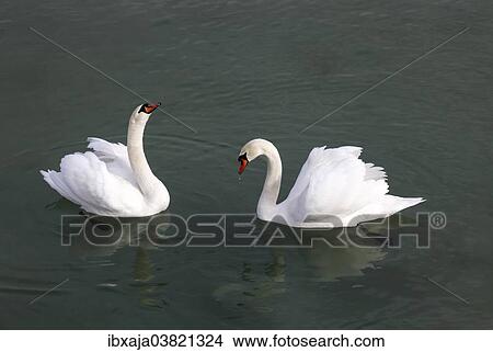 "Mute Swans (Cygnus olor), Lake Constance, Germany, Europe" View Large Photo Image Picture - "Mute Swans (Cygnus olor), Lake Constance, Germany, Europe". Fotosearch