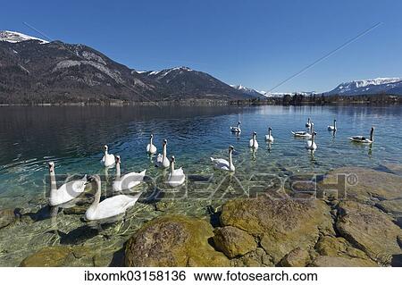 "Mute Swans (Cygnus olor), Lake Wolfgang, near St. Gilgen, Salzkammergut, Salzburg State, Austria, Europe" View Large Photo Image Stock Photograph - "Mute Swans (Cygnus olor), Lake Wolfgang, near St. Gilgen, Salzkammergut, Salzburg State, Austria, Europe". Fotosearch