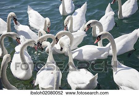 "Mute swans (Cygnus olor) waiting for food, Lake Zurich, Zurich, Switzerland, Europe" View Large Photo Image Stock Image - "Mute swans (Cygnus olor) waiting for food, Lake Zurich, Zurich, Switzerland, Europe". Fotosearch