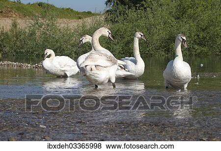 "Mute Swans (Cygnus olor), young birds, 2 to 3 years old, Allgau, Bavaria, Germany, Europe" View Large Photo Image Stock Photo - "Mute Swans (Cygnus olor), young birds, 2 to 3 years old, Allgau, Bavaria, Germany, Europe". Fotosearch