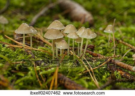 "Mycena epipterigya mushrooms (Mycena epipterygia var. epipterygia), Franconia, Bavaria, Germany, Europe" View Large Photo Image Stock Image - "Mycena epipterigya mushrooms (Mycena epipterygia var. epipterygia), Franconia, Bavaria, Germany, Europe". Fotosearch