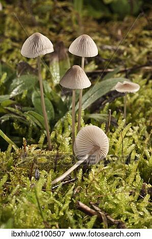 "Mycena metata mushrooms, Untergroeningen, Baden-Wuerttemberg, Germany, Europe" View Large Photo Image Stock Photo - "Mycena metata mushrooms, Untergroeningen, Baden-Wuerttemberg, Germany, Europe". Fotosearch