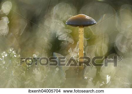 "Mycena mushroom (Mycena sp. ), Emsland, Lower Saxony, Germany, Europe" View Large Photo Image Picture - "Mycena mushroom (Mycena sp. ), Emsland, Lower Saxony, Germany, Europe". Fotosearch
