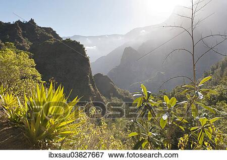 "Mystical misty mountain landscape, with agave in the foreground, Cilaos, Cirque de Cilaos, Reunion" View Large Photo Image Stock Photo - "Mystical misty mountain landscape, with agave in the foreground, Cilaos, Cirque de Cilaos, Reunion". Fotosearch