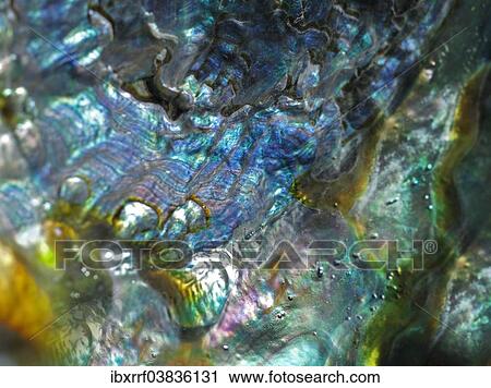 "Nacre or mother of pearl structure of a shell, macro shot" View Large Photo Image Stock Image - "Nacre or mother of pearl structure of a shell, macro shot". Fotosearch
