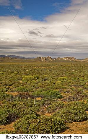 "Nama Karoo low-shrub vegetation area, Richtersveld, Northern Cape Province, South Africa, Africa" View Large Photo Image Stock Photo - "Nama Karoo low-shrub vegetation area, Richtersveld, Northern Cape Province, South Africa, Africa". Fotosearch