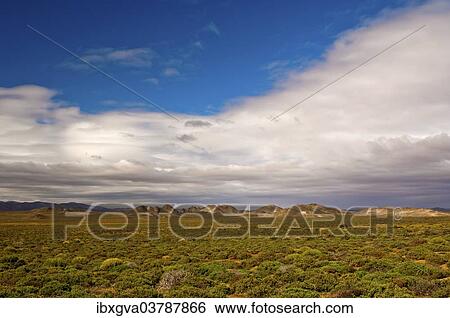 Stock Photograph - "Nama Karoo low-shrub vegetation area, Richtersveld, Northern Cape Province, South Africa, Africa". Fotosearch