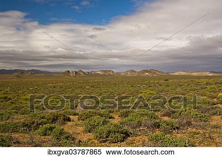 "Nama Karoo low-shrub vegetation area, Richtersveld, Northern Cape Province, South Africa, Africa" View Large Photo Image Stock Photography - "Nama Karoo low-shrub vegetation area, Richtersveld, Northern Cape Province, South Africa, Africa". Fotosearch