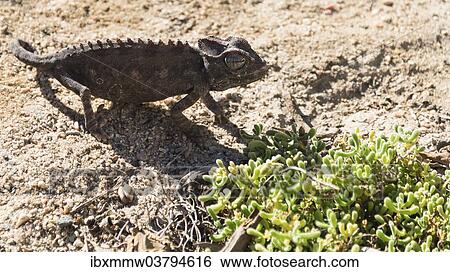 Stock Photograph - "Namaqua Chameleon (Chamaeleo namaquensis), Living Desert Snake Park, Walvis Bay, Namibia, Africa". Fotosearch