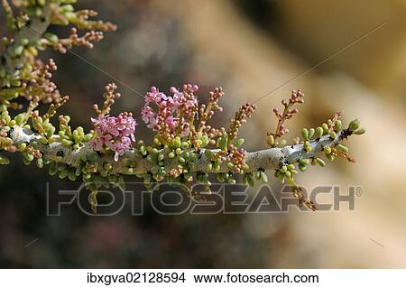 "Namaqualand ceraria (Ceraria namaquensis) in bloom, Goegap Nature Reserve, Namaqualand, South Africa, Africa" View Large Photo Image Picture - "Namaqualand ceraria (Ceraria namaquensis) in bloom, Goegap Nature Reserve, Namaqualand, South Africa, Africa". Fotosearch
