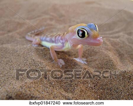 "Namib Dune Gecko or Palmatogecko (Pachydactylus rangei). Namib Desert near Swakopmund, Namibia, Africa" View Large Photo Image Stock Image - "Namib Dune Gecko or Palmatogecko (Pachydactylus rangei). Namib Desert near Swakopmund, Namibia, Africa". Fotosearch
