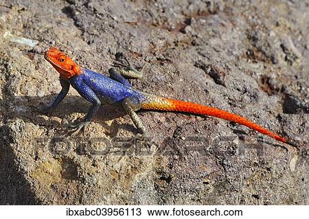 "Namib rock agama (Agama planiceps), male, Namibia, Africa" View Large Photo Image Stock Image - "Namib rock agama (Agama planiceps), male, Namibia, Africa". Fotosearch