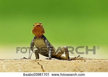 "Namib Rock Agama (Agama planiceps), Namibia, Africa" View Large Photo Image Stock Image - "Namib Rock Agama (Agama planiceps), Namibia, Africa". Fotosearch