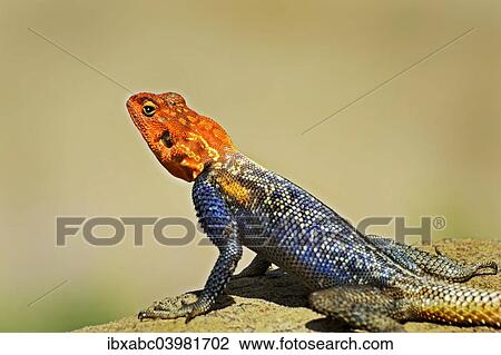 "Namib Rock Agama (Agama planiceps), Namibia, Africa" View Large Photo Image Stock Image - "Namib Rock Agama (Agama planiceps), Namibia, Africa". Fotosearch