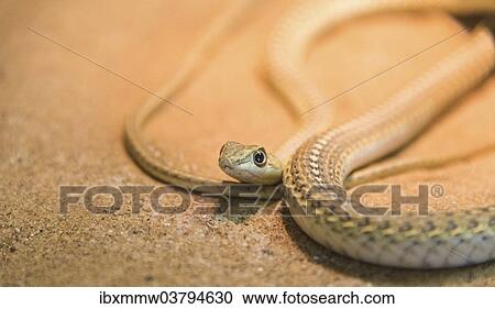 "Namib Sand Snake (Psammophis namibensis), Living Desert Snake Park, Walvis Bay, Namibia, Africa" View Large Photo Image Stock Image - "Namib Sand Snake (Psammophis namibensis), Living Desert Snake Park, Walvis Bay, Namibia, Africa". Fotosearch