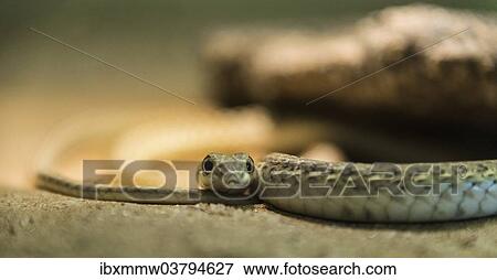 Stock Photo - "Namib Sand Snake (Psammophis namibensis), Living Desert Snake Park, Walvis Bay, Namibia, Africa". Fotosearch