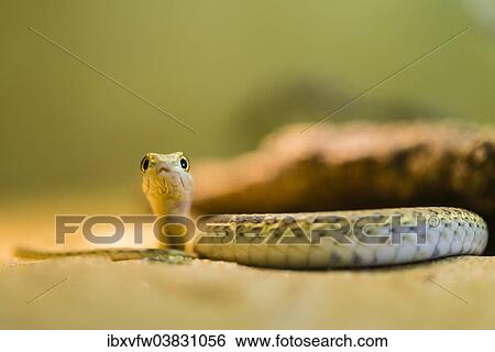 "Namib Sand Snake (Psammophis namibensis), Swakopmund, Erongo Region, Namibia, Africa" View Large Photo Image Stock Photograph - "Namib Sand Snake (Psammophis namibensis), Swakopmund, Erongo Region, Namibia, Africa". Fotosearch