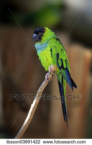 "Nanday Parakeet (Nandayus nenday), adult on tree, native to South America, captive" View Large Photo Image Stock Image - "Nanday Parakeet (Nandayus nenday), adult on tree, native to South America, captive". Fotosearch
