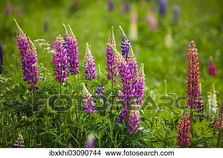 "Narrow-leaved lupins (Lupinus angustifolius), West Essex, England, United Kingdom, Europe" View Large Photo Image Picture - "Narrow-leaved lupins (Lupinus angustifolius), West Essex, England, United Kingdom, Europe". Fotosearch