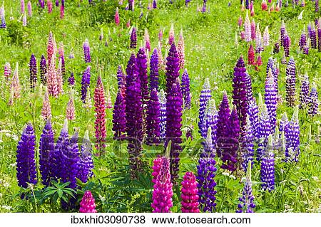 "Narrow-leaved lupins (Lupinus angustifolius), West Essex, England, United Kingdom, Europe" View Large Photo Image Stock Photo - "Narrow-leaved lupins (Lupinus angustifolius), West Essex, England, United Kingdom, Europe". Fotosearch