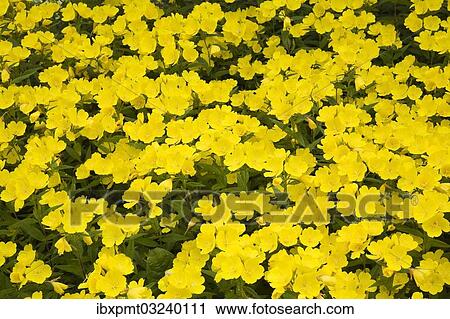 "Narrow-leaved sundrops (Oenothera fruticosa), yellow flowers, Laval, Quebec Province, Canada, North America" View Large Photo Image Stock Image - "Narrow-leaved sundrops (Oenothera fruticosa), yellow flowers, Laval, Quebec Province, Canada, North America". Fotosearch