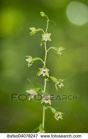 "Narrow-lipped Helleborine (Epipactis leptochila), flowering, Thuringia, Germany, Europe" View Large Photo Image Stock Photo - "Narrow-lipped Helleborine (Epipactis leptochila), flowering, Thuringia, Germany, Europe". Fotosearch