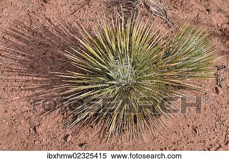 "Narrowleaf yucca (Yucca angustissima), Dead Horse Point State Park, Moab, Utah, USA" View Large Photo Image Stock Photography - "Narrowleaf yucca (Yucca angustissima), Dead Horse Point State Park, Moab, Utah, USA". Fotosearch
