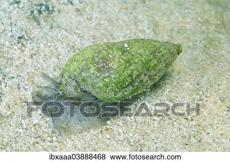 "Nassa Mollusc (Tritia reticulata), Black Sea, Crimea, Russia, Europe" View Large Photo Image Stock Photo - "Nassa Mollusc (Tritia reticulata), Black Sea, Crimea, Russia, Europe". Fotosearch