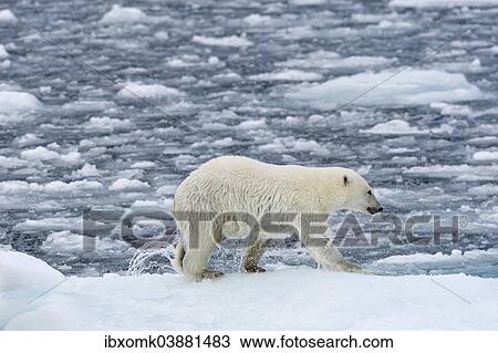 "Nasser polar bear (Ursus maritimus) on pack-ice, shaking off water, Spitsbergen, Svalbard Islands, Svalbard and Jan Mayen, Norway, Europe" View Large Photo Image Stock Image - "Nasser polar bear (Ursus maritimus) on pack-ice, shaking off water, Spitsbergen, Svalbard Islands, Svalbard and Jan Mayen, Norway, Europe". Fotosearch