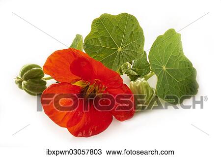 "Nasturtium flower, leaves and seeds" View Large Photo Image Stock Image - "Nasturtium flower, leaves and seeds". Fotosearch