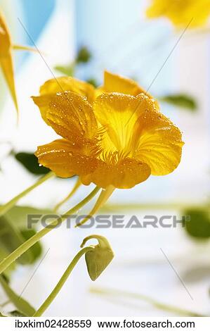Nasturtium (Tropaeolum majus) View Large Photo Image Stock Photo - Nasturtium (Tropaeolum majus). Fotosearch