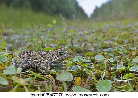 "Natterjack toad (Bufo calamita), Emsland, Lower Saxony, Germany, Europe" View Large Photo Image Stock Image - "Natterjack toad (Bufo calamita), Emsland, Lower Saxony, Germany, Europe". Fotosearch