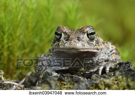"Natterjack toad (Bufo calamita), Emsland, Lower Saxony, Germany, Europe" View Large Photo Image Stock Photo - "Natterjack toad (Bufo calamita), Emsland, Lower Saxony, Germany, Europe". Fotosearch