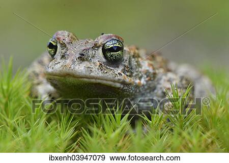 "Natterjack toad (Bufo calamita), Emsland, Lower Saxony, Germany, Europe" View Large Photo Image Stock Photo - "Natterjack toad (Bufo calamita), Emsland, Lower Saxony, Germany, Europe". Fotosearch
