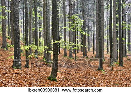 "Natural mixed forest in the spring, Bavarian Forest National Park, Bavaria, Germany, Europe" View Large Photo Image Stock Image - "Natural mixed forest in the spring, Bavarian Forest National Park, Bavaria, Germany, Europe". Fotosearch