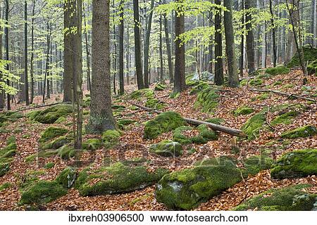 "Natural mixed forest in the spring, Bavarian Forest National Park, Bavaria, Germany, Europe" View Large Photo Image Stock Image - "Natural mixed forest in the spring, Bavarian Forest National Park, Bavaria, Germany, Europe". Fotosearch