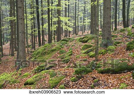 "Natural mixed forest in the spring, Bavarian Forest National Park, Bavaria, Germany, Europe" View Large Photo Image Stock Image - "Natural mixed forest in the spring, Bavarian Forest National Park, Bavaria, Germany, Europe". Fotosearch