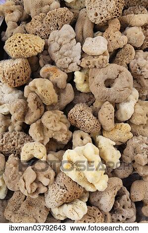 "Natural sponges, Bodrum, Mugla Province, Aegean, Turkey, Asia" View Large Photo Image Stock Image - "Natural sponges, Bodrum, Mugla Province, Aegean, Turkey, Asia". Fotosearch