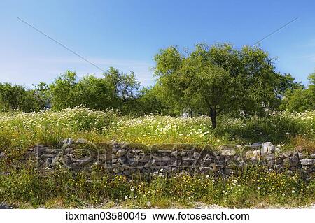 "Natural stone wall and almond trees, Datca, Datca Peninsula, Mugla Province, Aegean, Turkey, Asia" View Large Photo Image Stock Photography - "Natural stone wall and almond trees, Datca, Datca Peninsula, Mugla Province, Aegean, Turkey, Asia". Fotosearch
