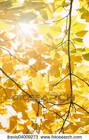 "Nature detail, fall foliage with yellow leaves, Sweden, Europe" View Large Photo Image Stock Image - "Nature detail, fall foliage with yellow leaves, Sweden, Europe". Fotosearch