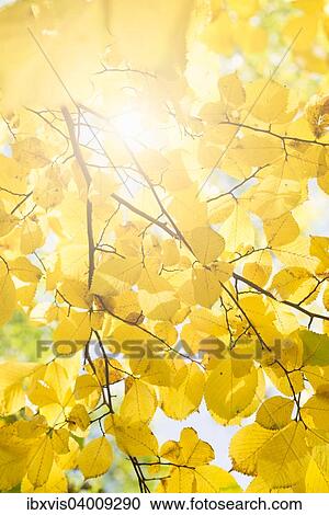 "Nature detail, fall foliage with yellow leaves, Sweden, Europe" View Large Photo Image Stock Image - "Nature detail, fall foliage with yellow leaves, Sweden, Europe". Fotosearch