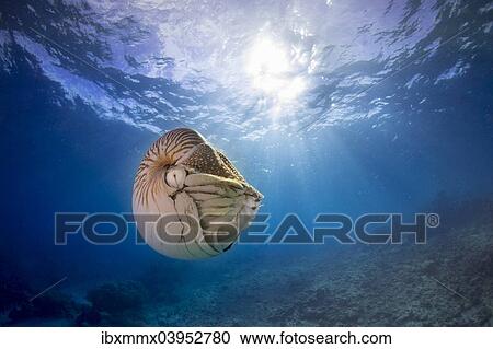 "Nautilus (Nautilus belauensis), Palau, Oceania" View Large Photo Image Stock Image - "Nautilus (Nautilus belauensis), Palau, Oceania". Fotosearch