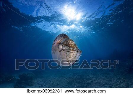 "Nautilus (Nautilus belauensis), Palau, Oceania" View Large Photo Image Stock Image - "Nautilus (Nautilus belauensis), Palau, Oceania". Fotosearch