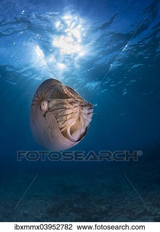"Nautilus (Nautilus belauensis), Palau, Oceania" View Large Photo Image Stock Image - "Nautilus (Nautilus belauensis), Palau, Oceania". Fotosearch