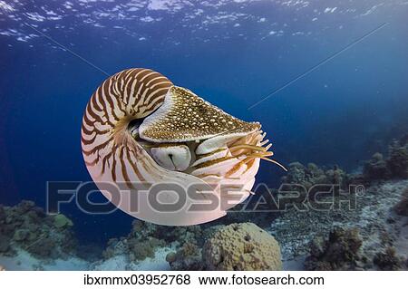 "Nautilus (Nautilus belauensis), Palau, Oceania" View Large Photo Image Stock Photo - "Nautilus (Nautilus belauensis), Palau, Oceania". Fotosearch