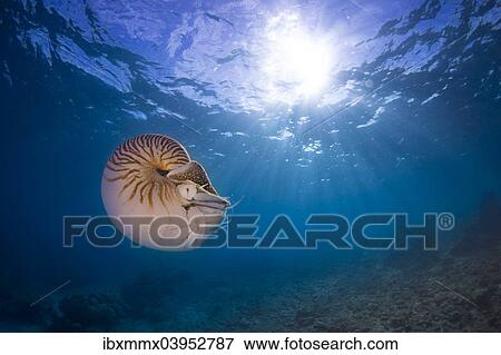 "Nautilus (Nautilus belauensis), Palau, Oceania" View Large Photo Image Stock Photo - "Nautilus (Nautilus belauensis), Palau, Oceania". Fotosearch