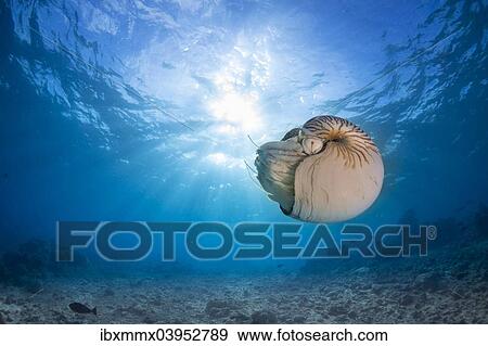 "Nautilus (Nautilus belauensis), Palau, Oceania" View Large Photo Image Stock Photo - "Nautilus (Nautilus belauensis), Palau, Oceania". Fotosearch