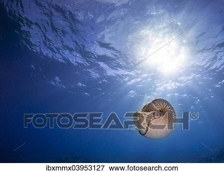 "Nautilus (Nautilus belauensis), Palau, Oceania" View Large Photo Image Stock Photo - "Nautilus (Nautilus belauensis), Palau, Oceania". Fotosearch
