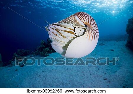 "Nautilus (Nautilus belauensis), Palau, Oceania" View Large Photo Image Stock Photograph - "Nautilus (Nautilus belauensis), Palau, Oceania". Fotosearch